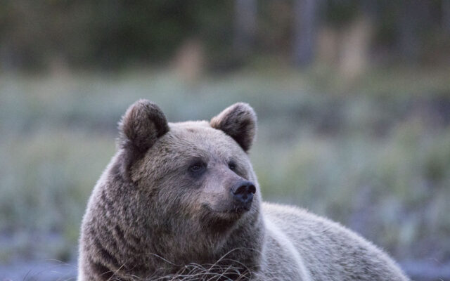 Un orso bruno in primo piano, che guarda verso destra, nella taiga finlandese